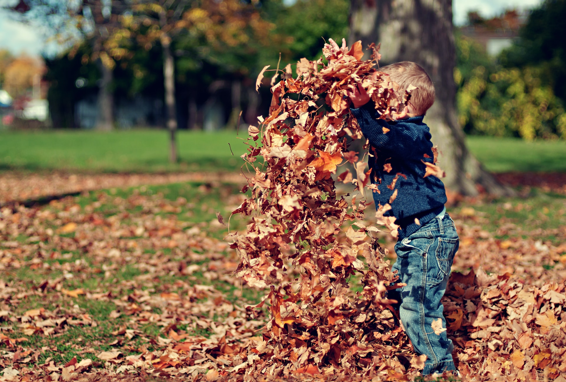 Leaves in the Air - Photo by Scott Webb on Unsplash