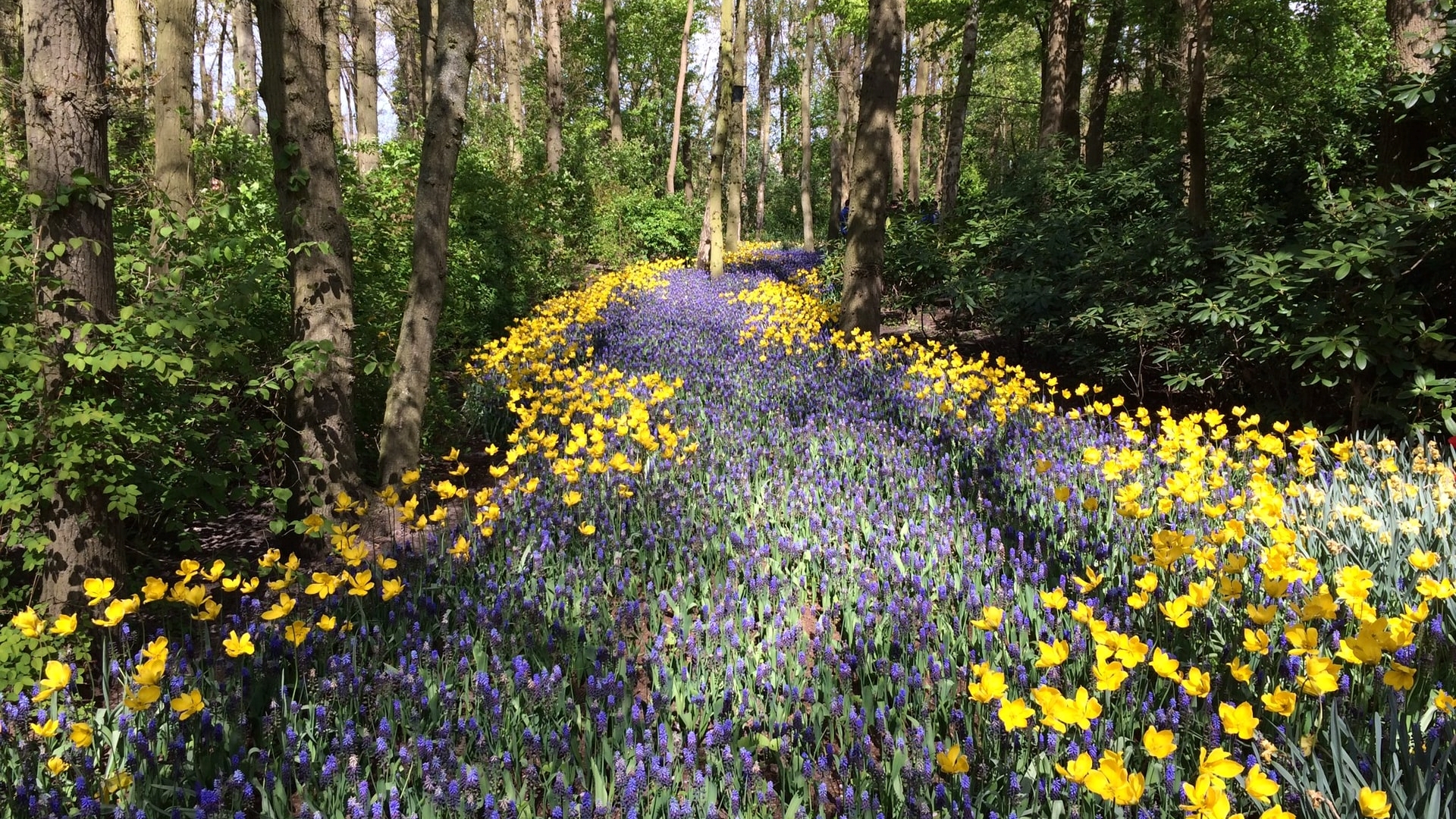 path through the woods with flowers