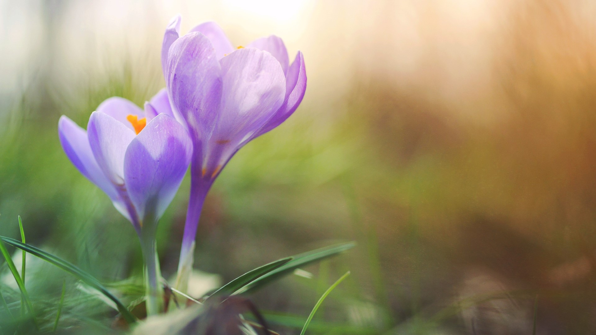 spring purple flowers