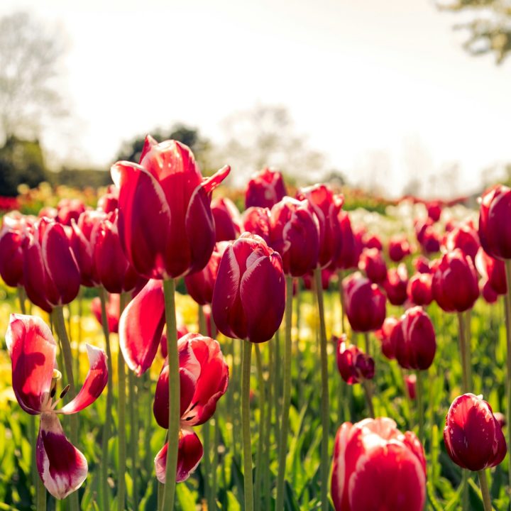 Tulips - Photo by Keenan Barber on Unsplash