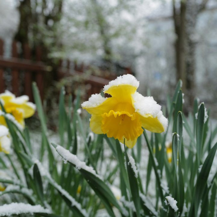 Daffodil or Narcissus with snow - Photo by Georg Eiermann on Unsplash