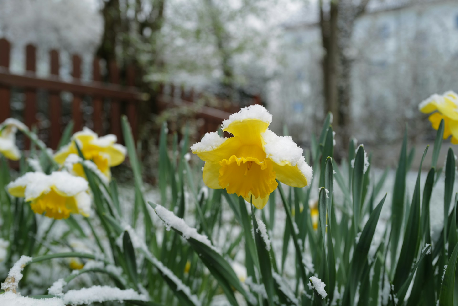 Daffodil or Narcissus with snow - Photo by Georg Eiermann on Unsplash