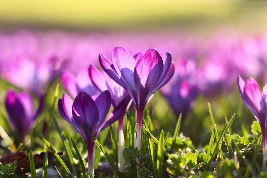 Spring crocus - Photo by Marc Schulte on Unsplash