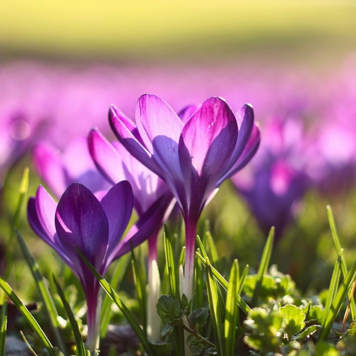 Spring crocus - Photo by Marc Schulte on Unsplash