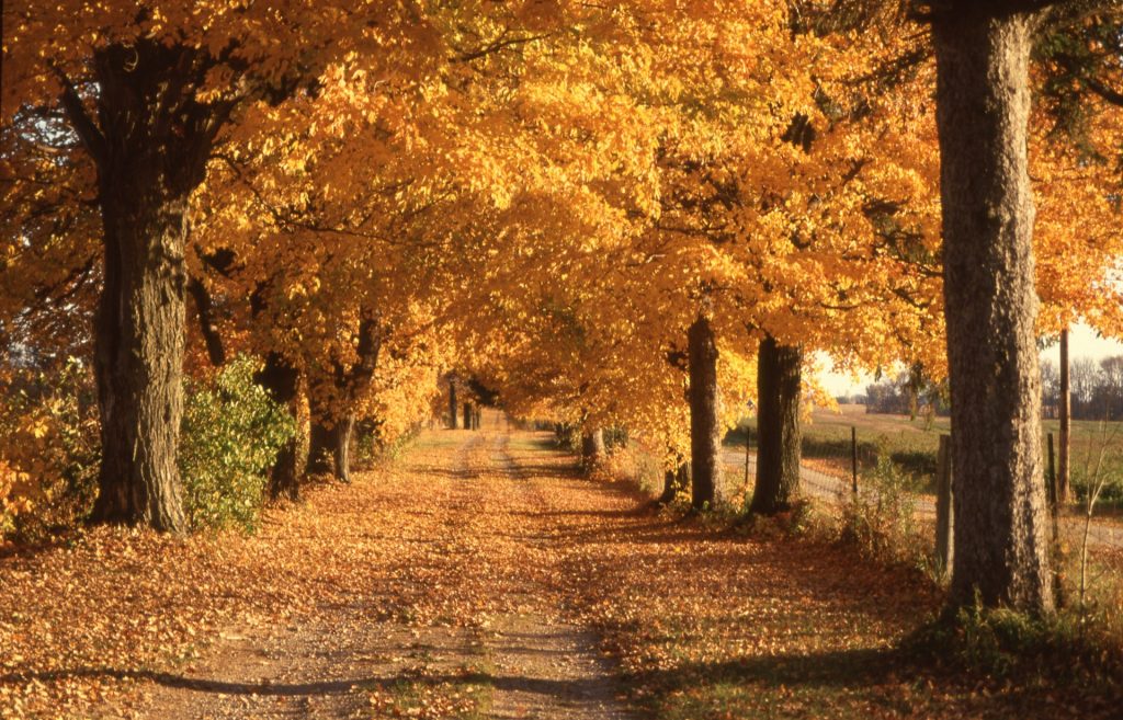 a road lined with lots of trees covered in fall leaves
