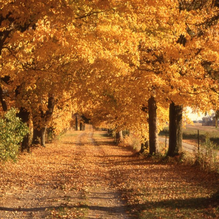 a road lined with lots of trees covered in fall leaves